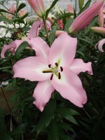 [5224 Pink Step VZ No02.JPG]